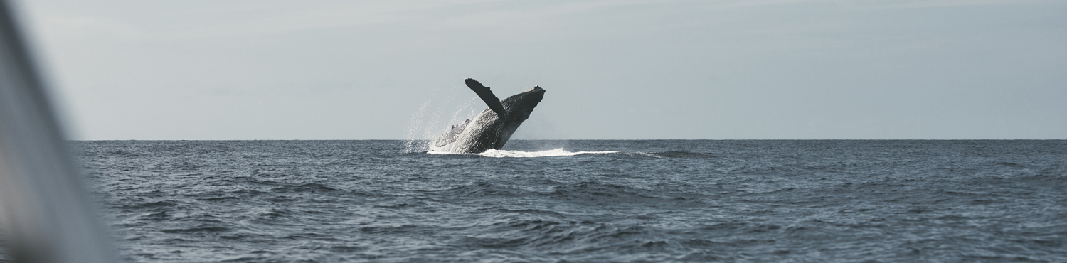 Voyage Baleine