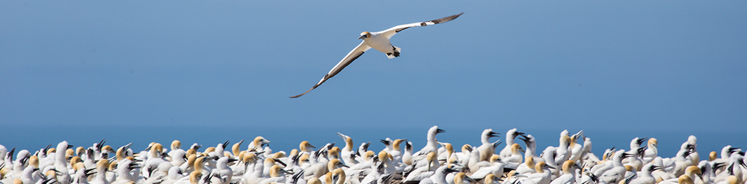 Voyage Ornithologie