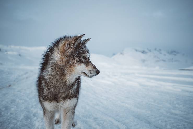 Portrait d'un chien de traineau