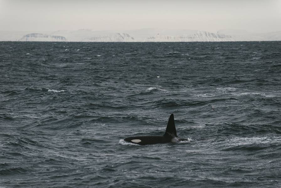 Voyage itinérant Islande - Cercle d’Or - Côte sud - Vik - Höfn et ses environs - Eskifjordur et les fjords de l’Est - Akureyri