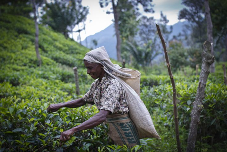Nuwara Eliya - Sri Lanka