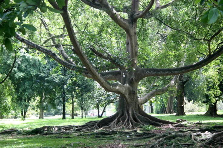 Arbre centenaire - Jardin botanique - Kandy - Sri Lanka