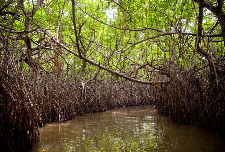 Rivière Madu Ganga - Sri Lanka