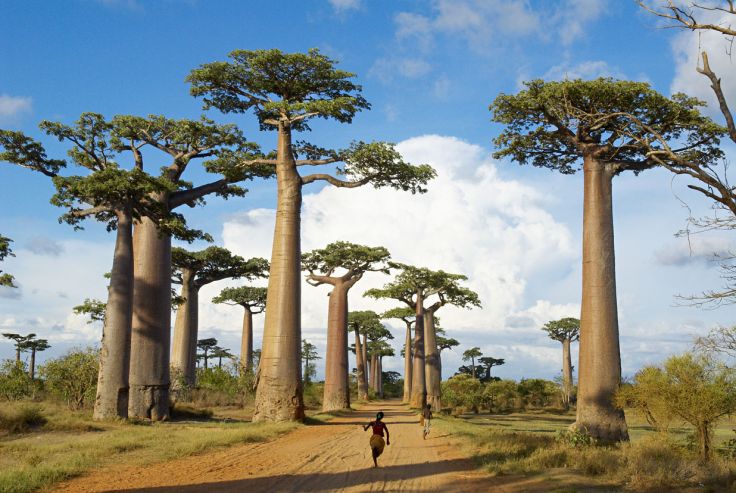 Morondava - Madagascar