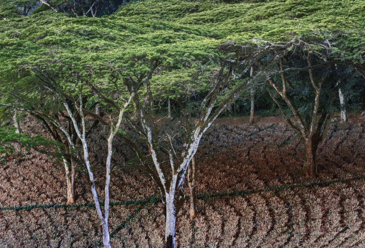 Voyage itinérant Malawi - Thyolo - plateau de Zomba - parc national du Liwonde - Lac Malawi - Lilongwe