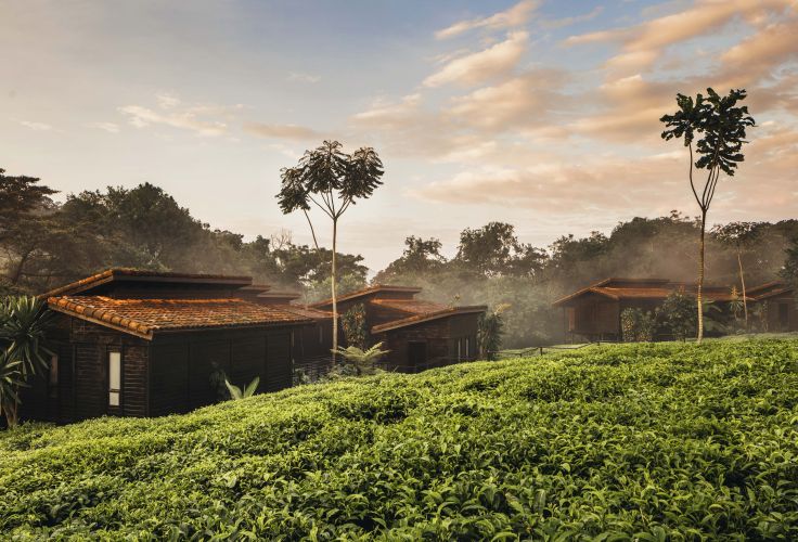 Voyage itinérant RWANDA - KIGALI - FORET DE NYUNGWE - PARC NATIONAL DES VOLCANS