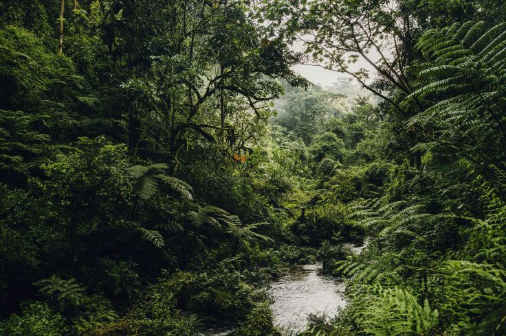Voyage itinérant RWANDA - KIGALI - FORET DE NYUNGWE - PARC NATIONAL DES VOLCANS
