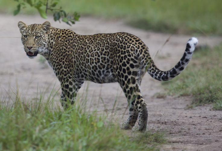 Voyage itinérant Ouganda - Murchison Falls - Kibale - Bwindi