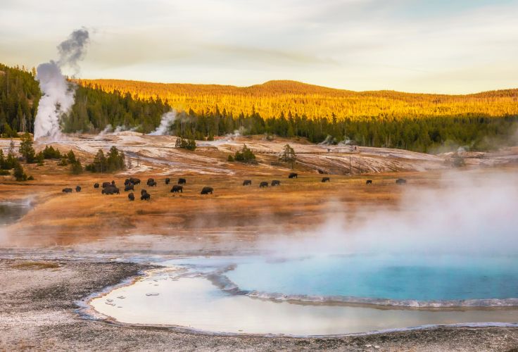 Parc national de Yellowstone - Etats-Unis