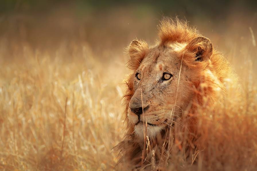 Parc Kruger - Afrique du Sud
