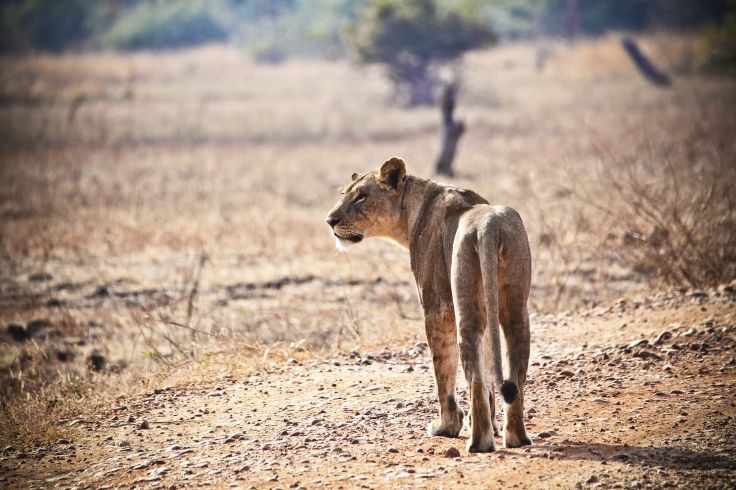 Afrique du Sud
