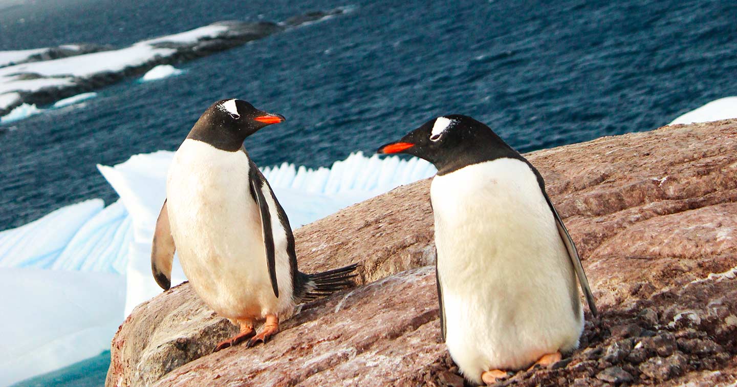 Vacances de février Antarctique