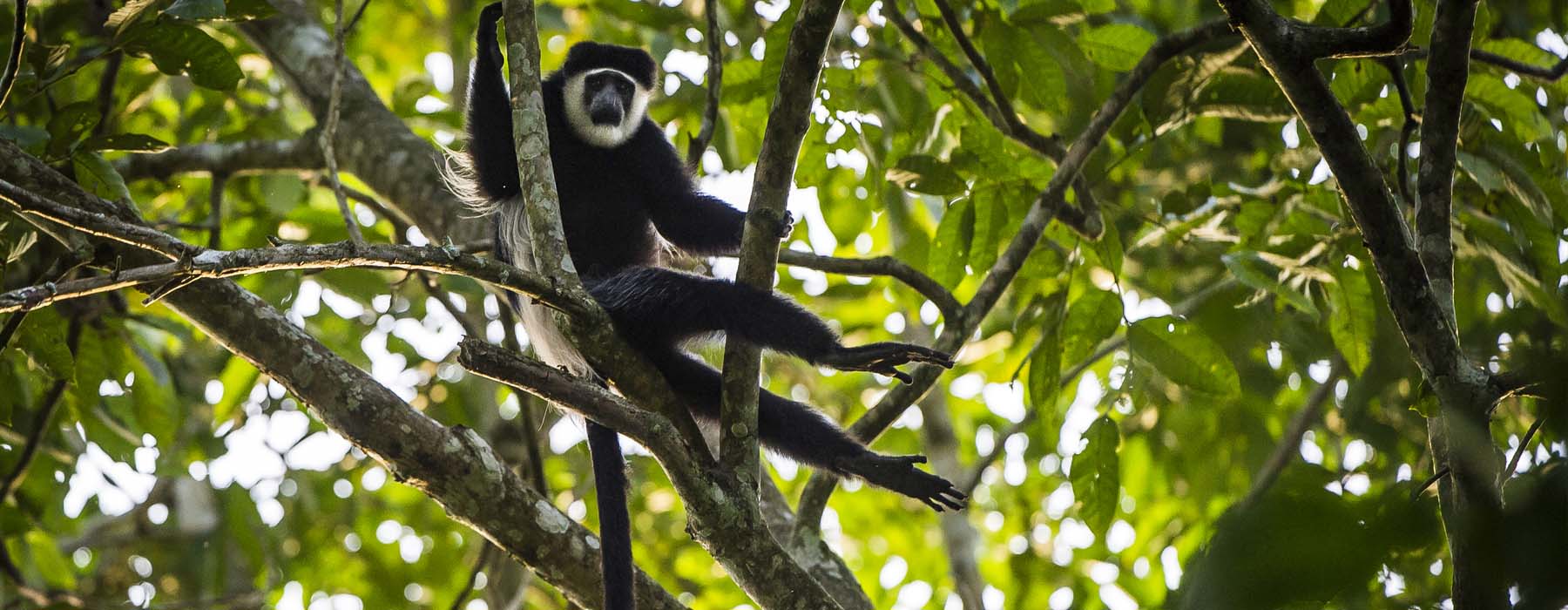 Nature et art de vivre Congo