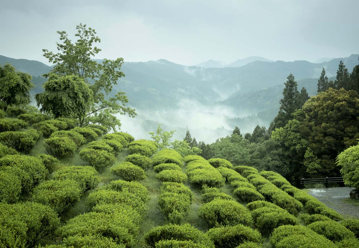 Plantation de thé