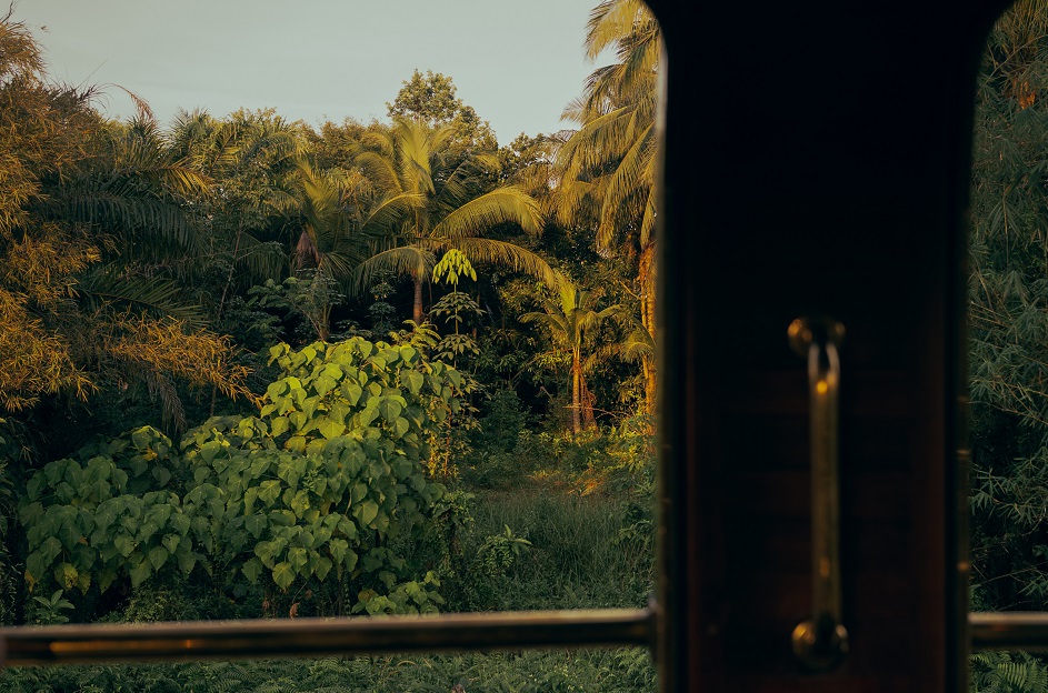 Forêt en Inde