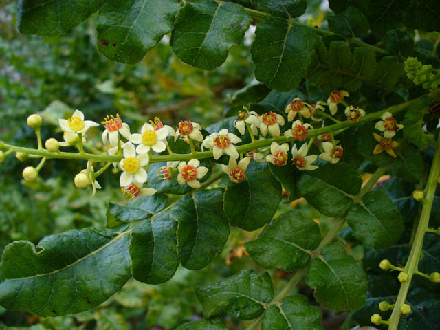 arbre du Boswellia