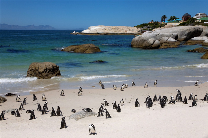 Boulders Beach, se mêler à la population de manchots