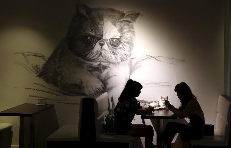 Découvrir la folie des bars à chats