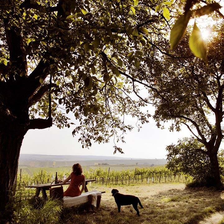 Vignobles dans la région de Vienne