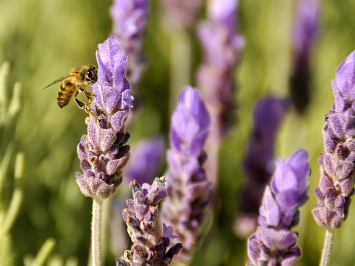 abeille qui butine