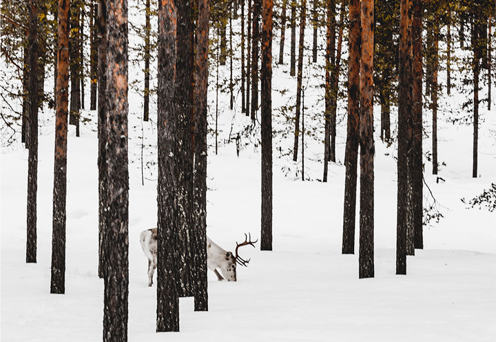 Animal dans la foret de Laponie