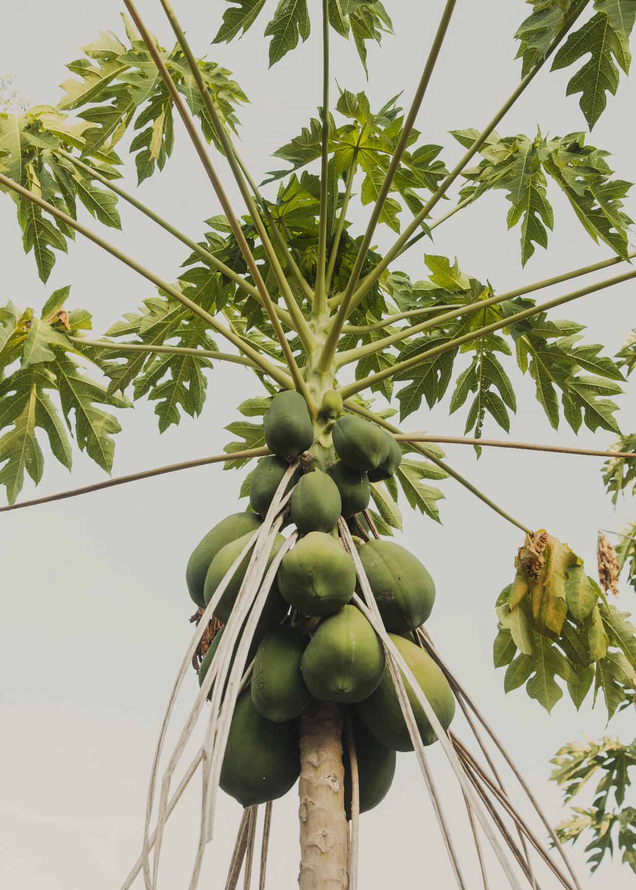 fruits en Indonésie