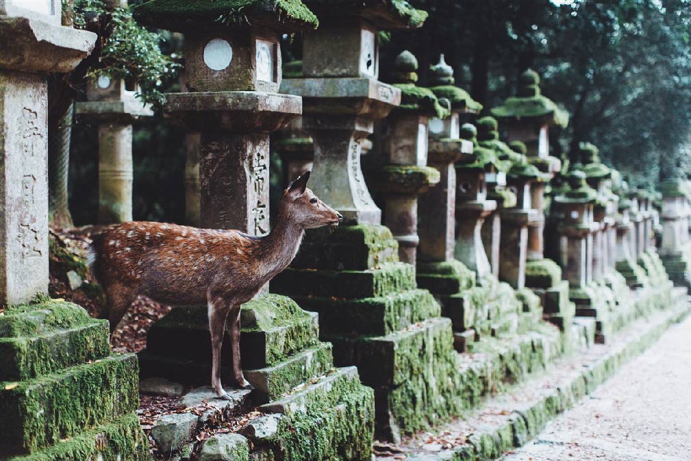 Biche à Nara