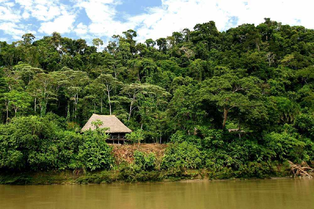 Forêt amazonienne en Equateur