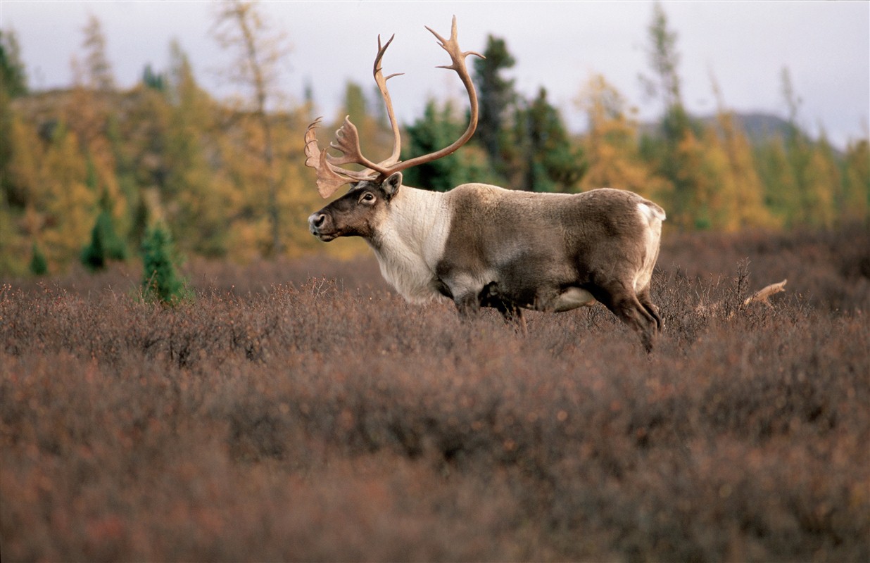 Caribou