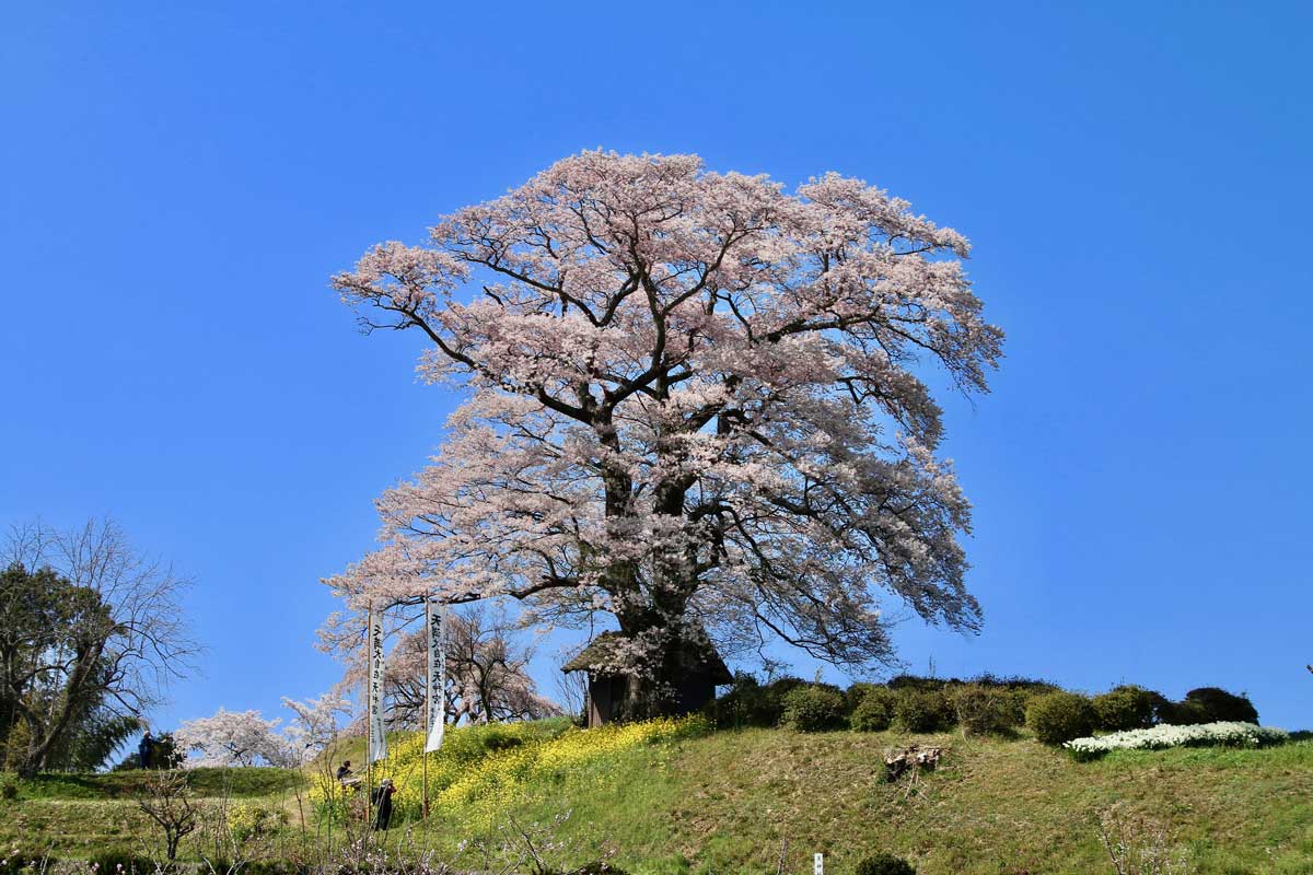 Cerisiers en fleurs à Fukushima