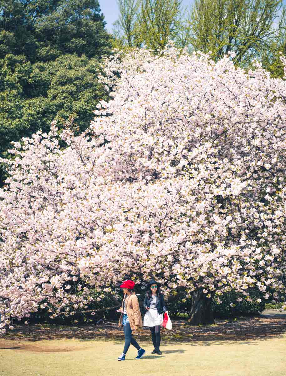 Cerisiers en fleurs à Tokyo