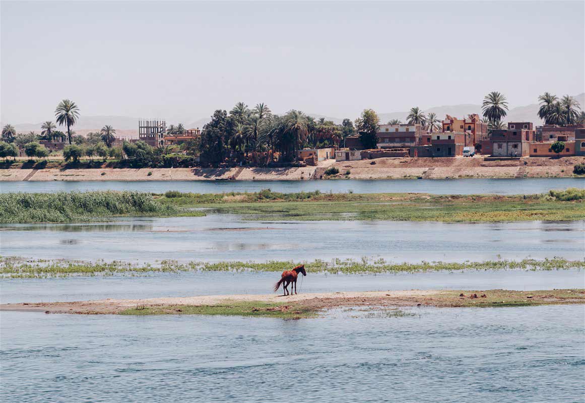 cheval le long du Nil