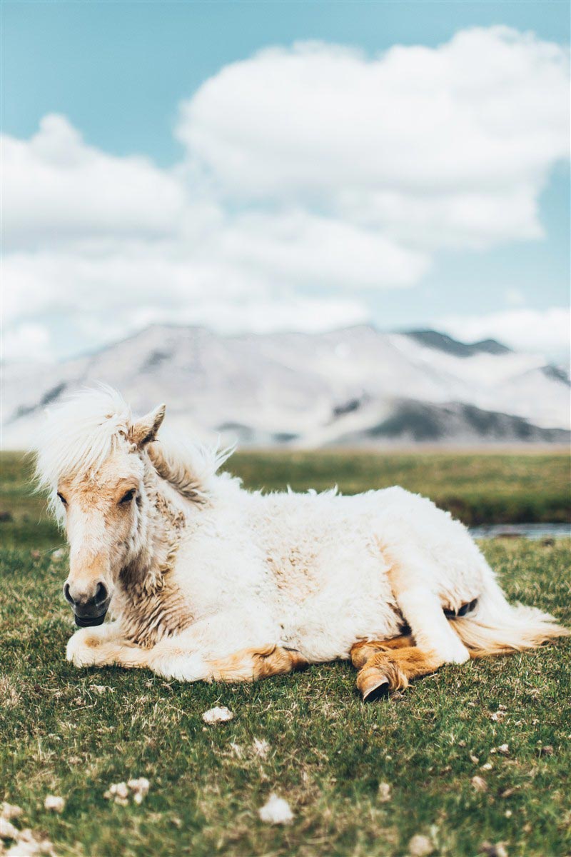 cheval en Islande