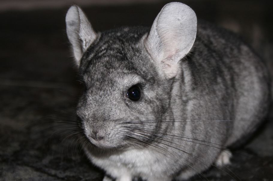 chinchilla argentin