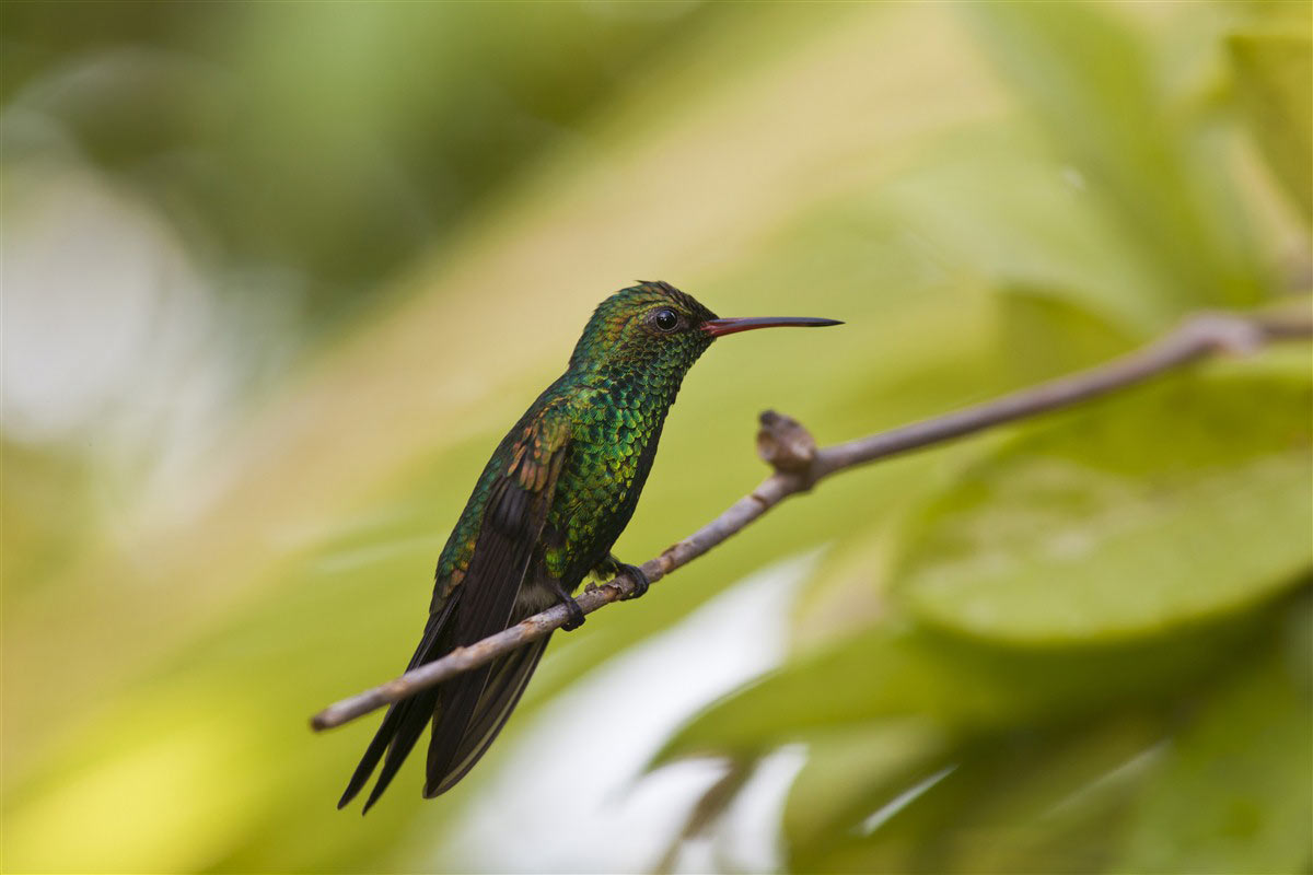 colibri au costa rica