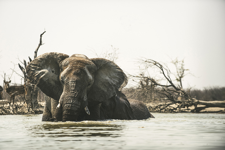 éléphant en Namibie