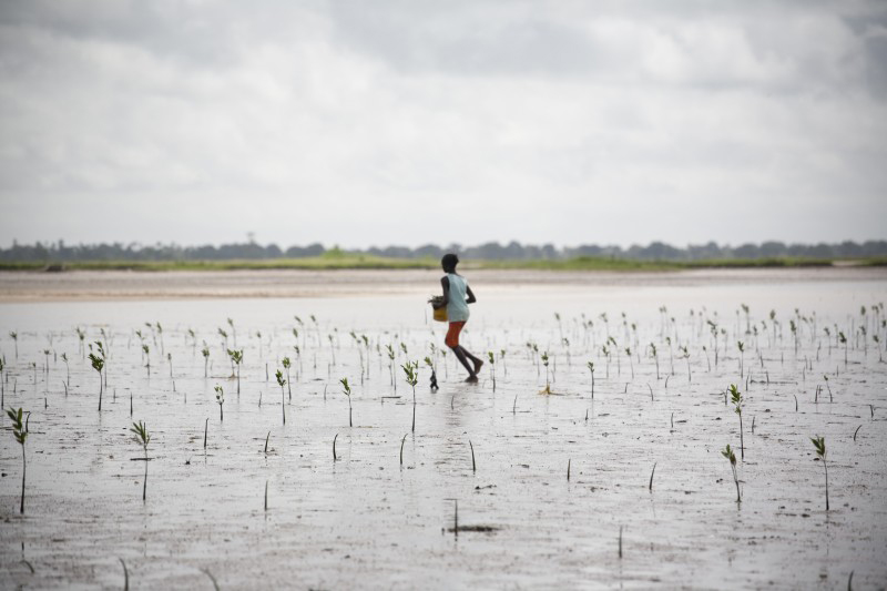 Enfant dans une mangrove au Sénégal