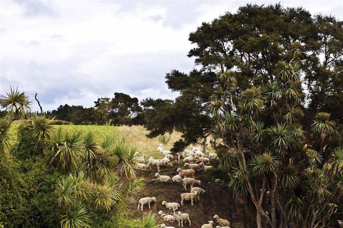 Un paysage vert et nature, détonnant des îles voisines du Pacifique