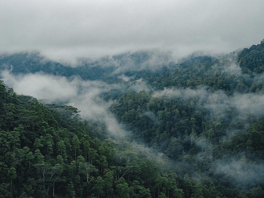 Forêt du Sri Lanka