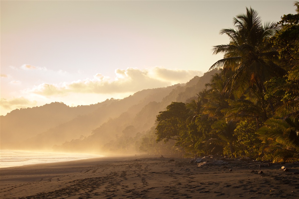 De la jungle à la plage