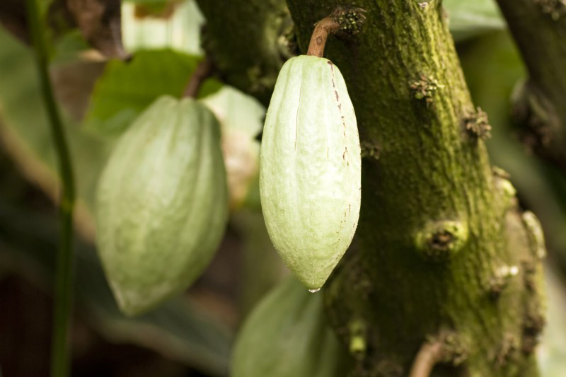 fève de cacao