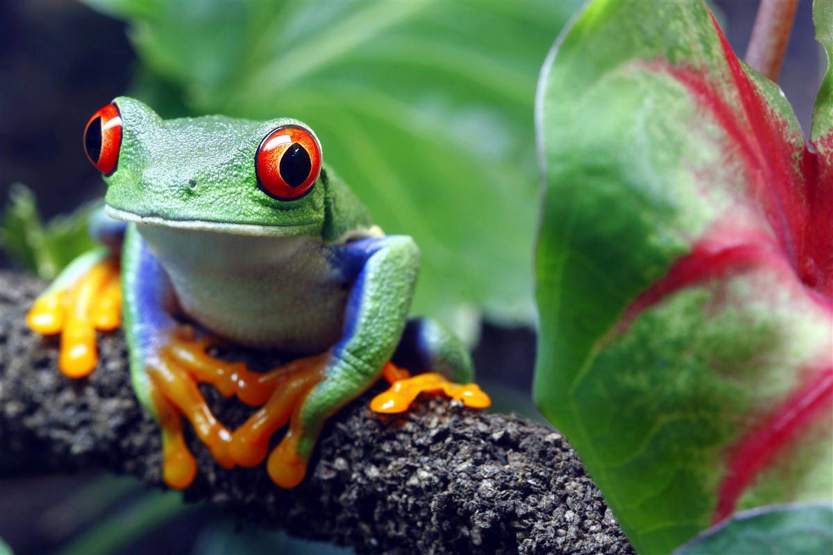 grenouille au Costa Rica