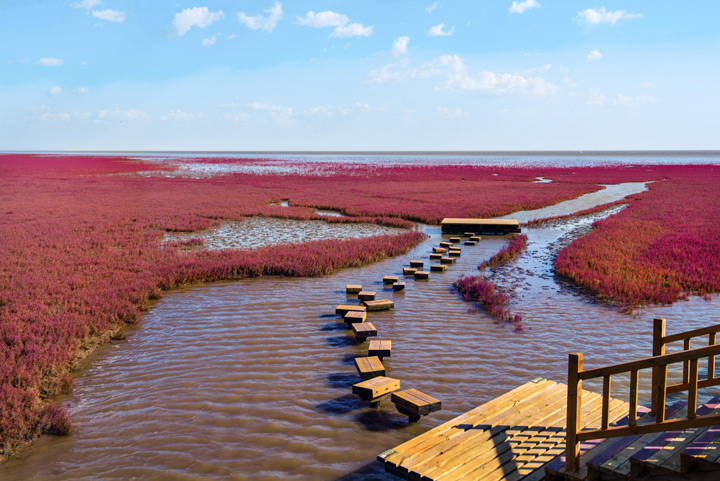 la plage rouge de panjin