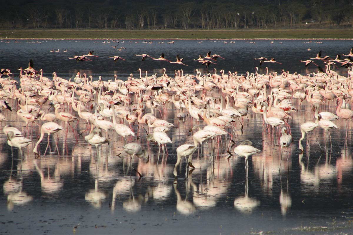 Lac Nakuru