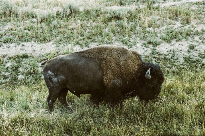 Les bisons de Ted Turner
