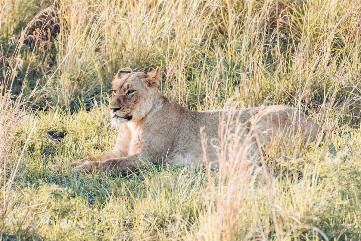 lion en afrique du sud