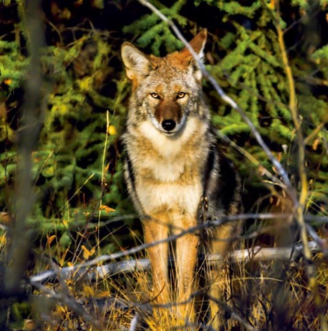 Loup au canada