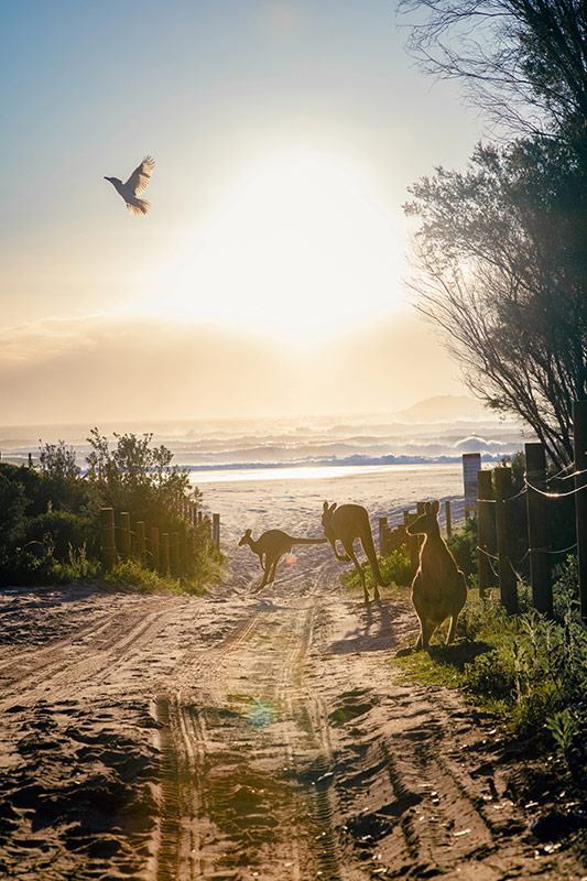 Paysage de Kangaroo Island