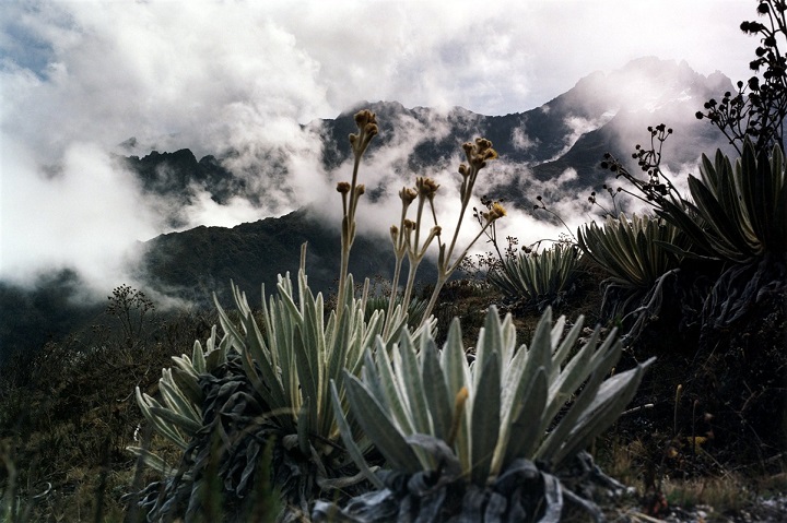 Foret d'Equateur