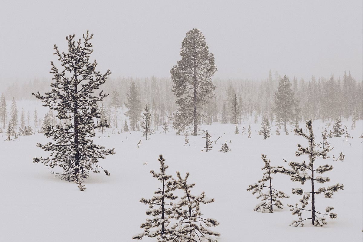 forêt enneigée en islande